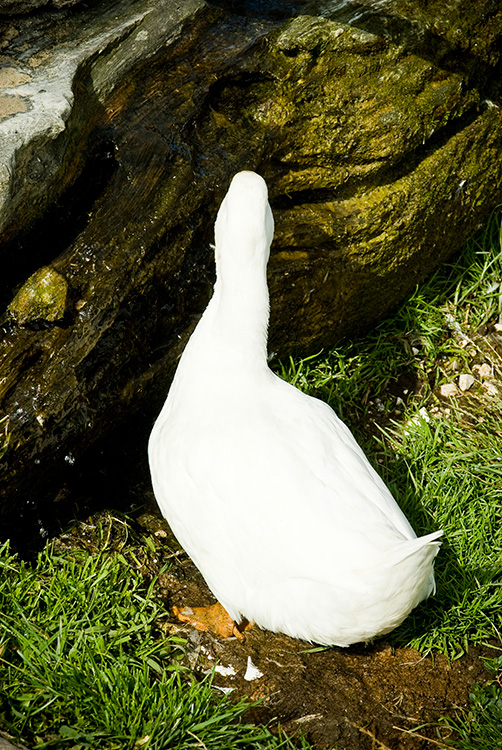 duck-behind