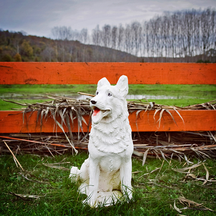 good-dog